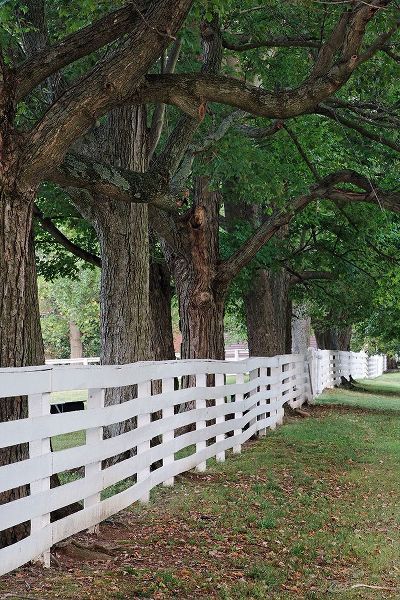 Jones, Adam 아티스트의 Gate and white wooden fence and overhanging trees-Shaker Village of Pleasant Hill작품입니다.